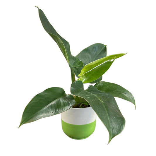 Philodendron White and Green Pot