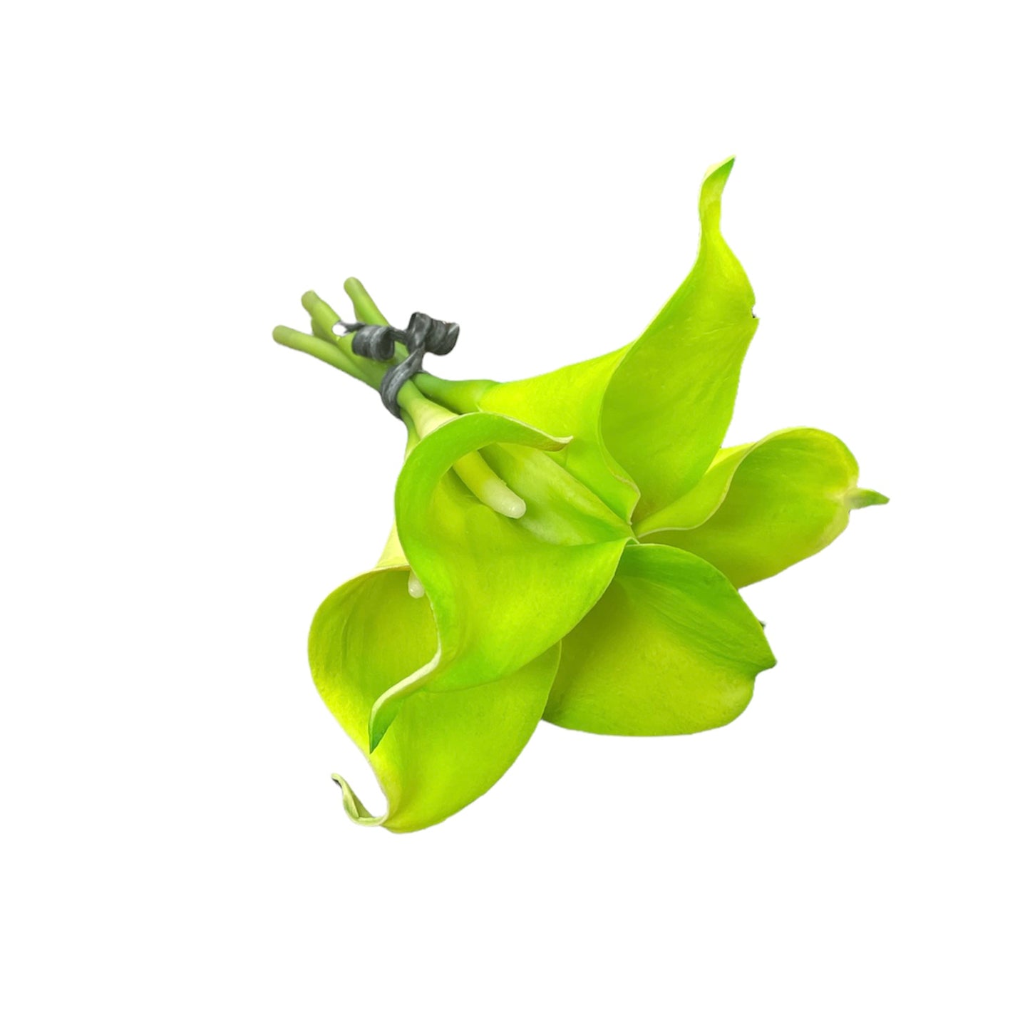 Green Calla Lily
